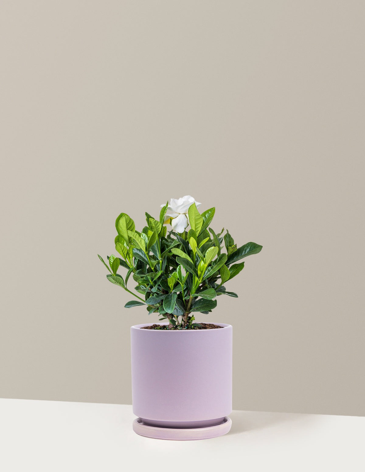 Gardenia Bush