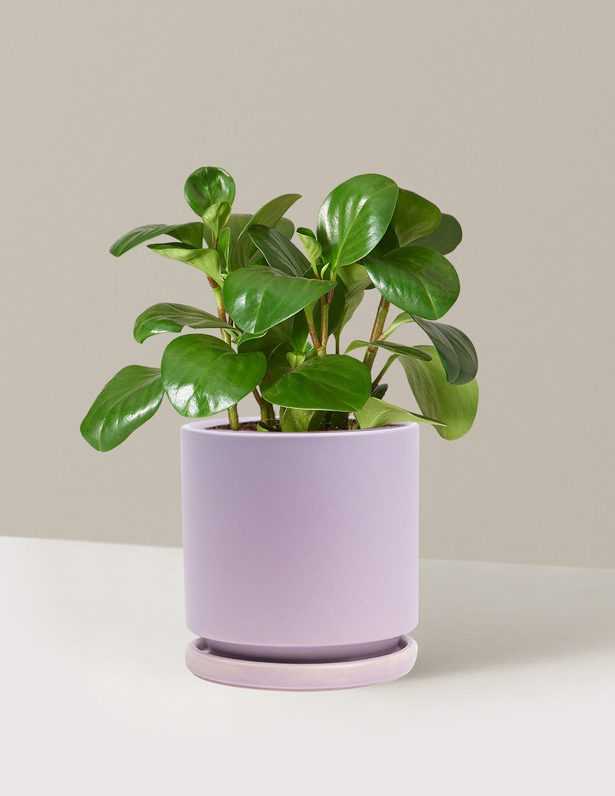 Baby Rubber Plant
