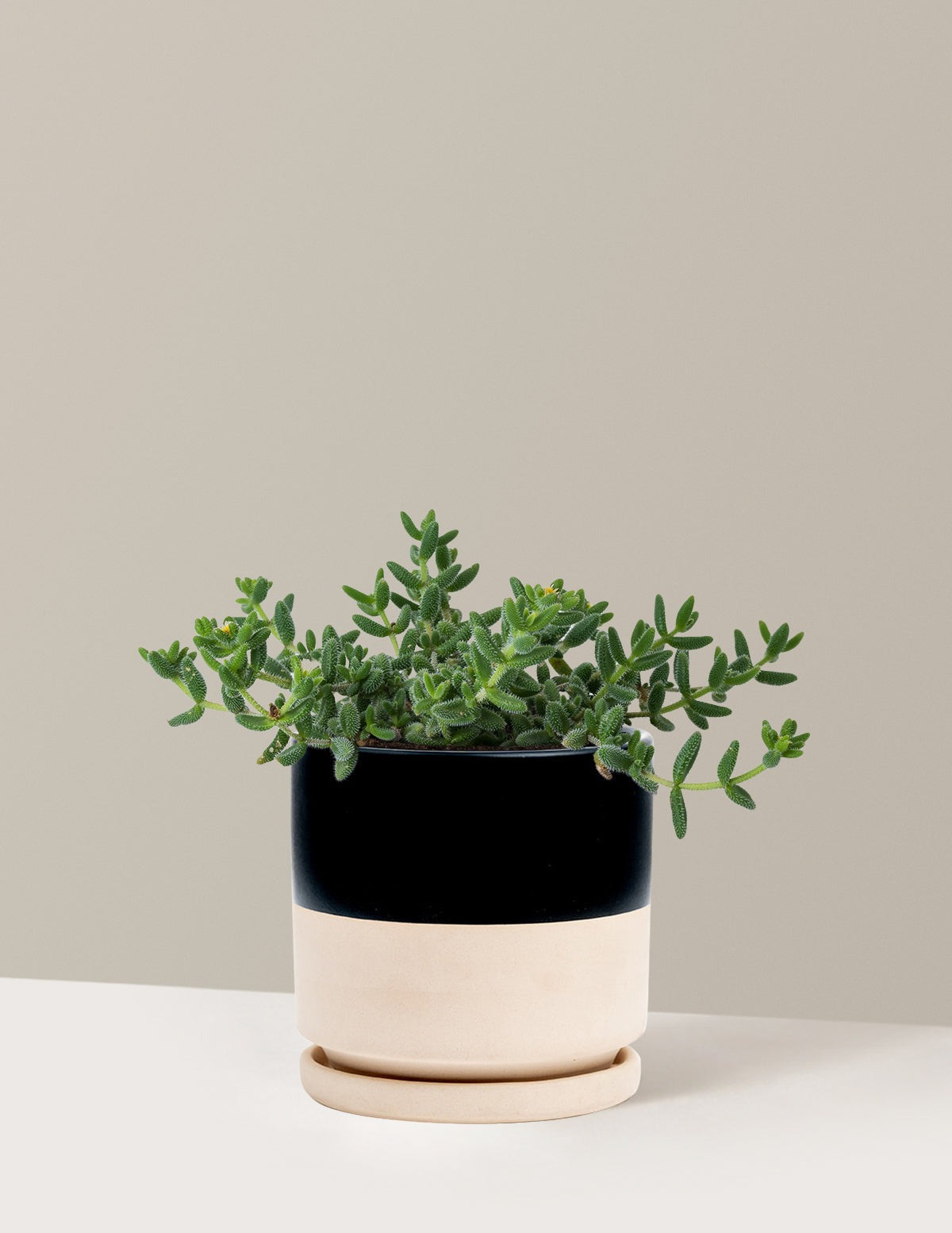 Pickle Plant