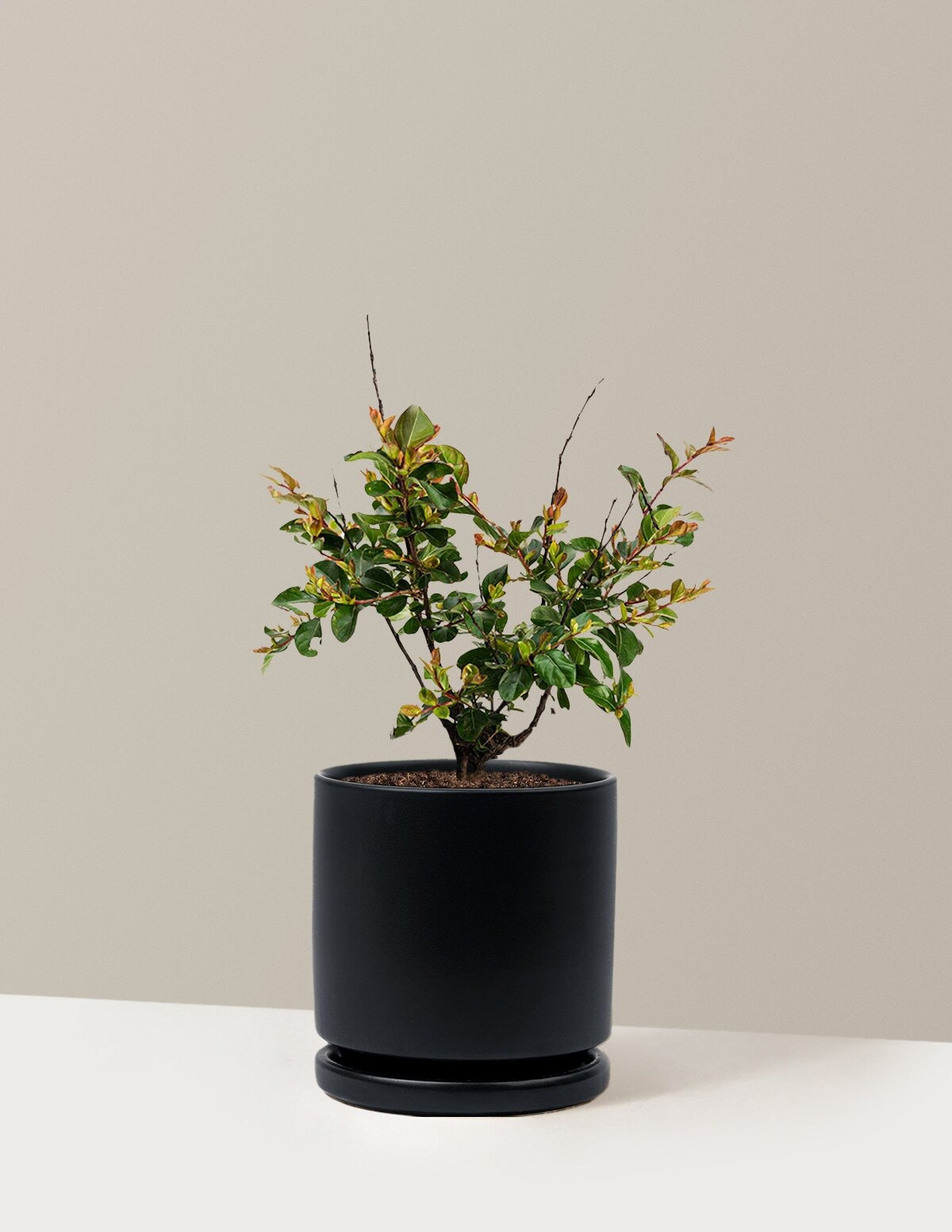 Bellini® Raspberry Crape Myrtle