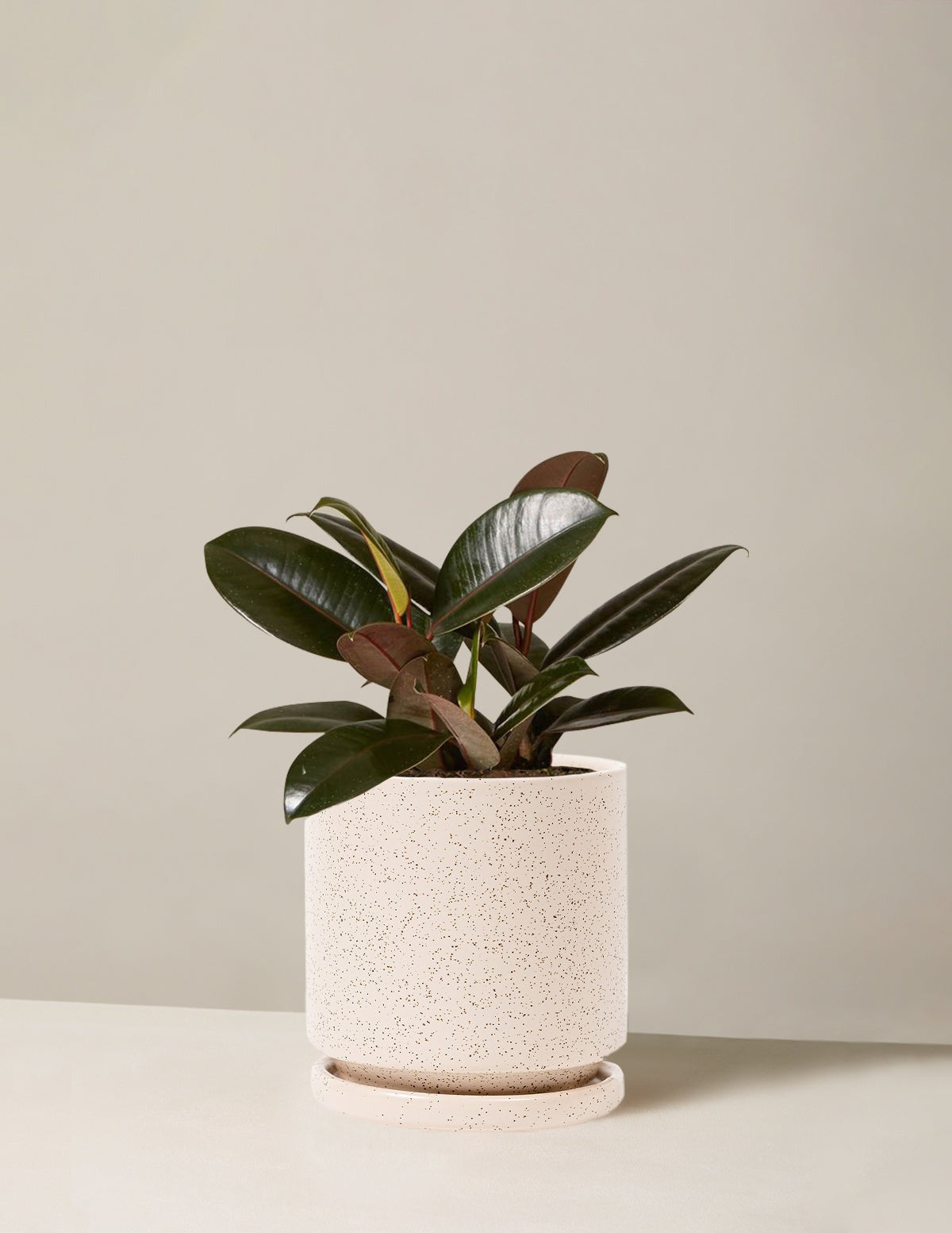 Ficus Burgundy Rubber Plant
