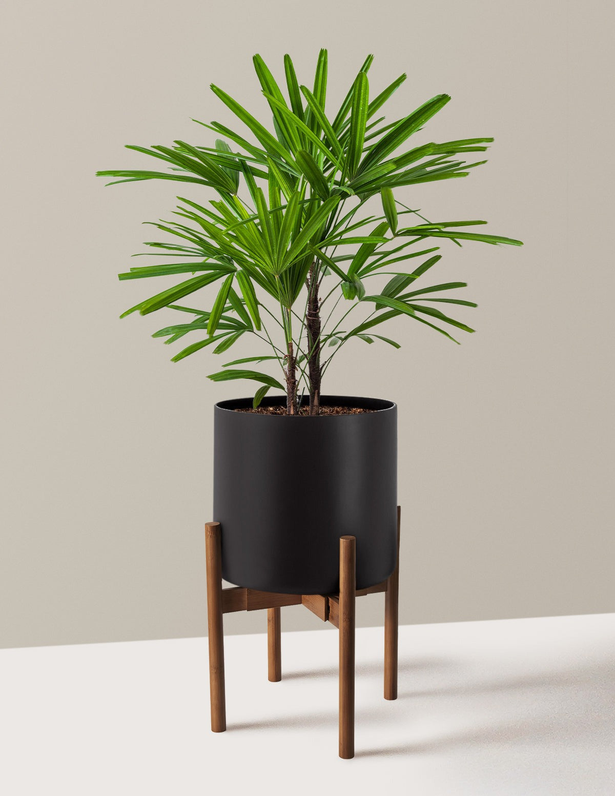 Large Lady Palm