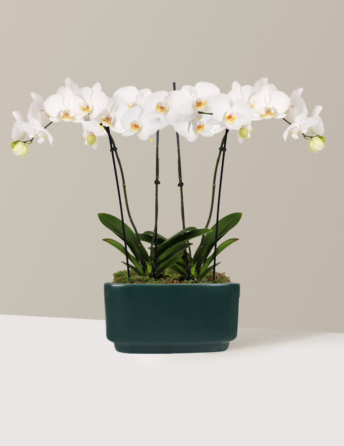 Large Double Orchid