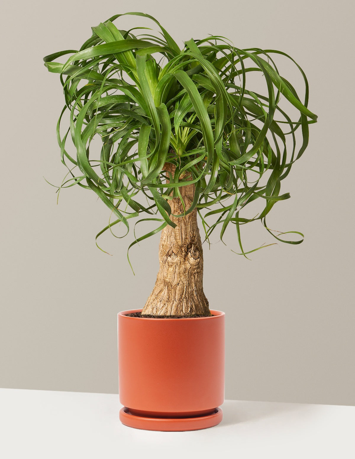 Ponytail Palm