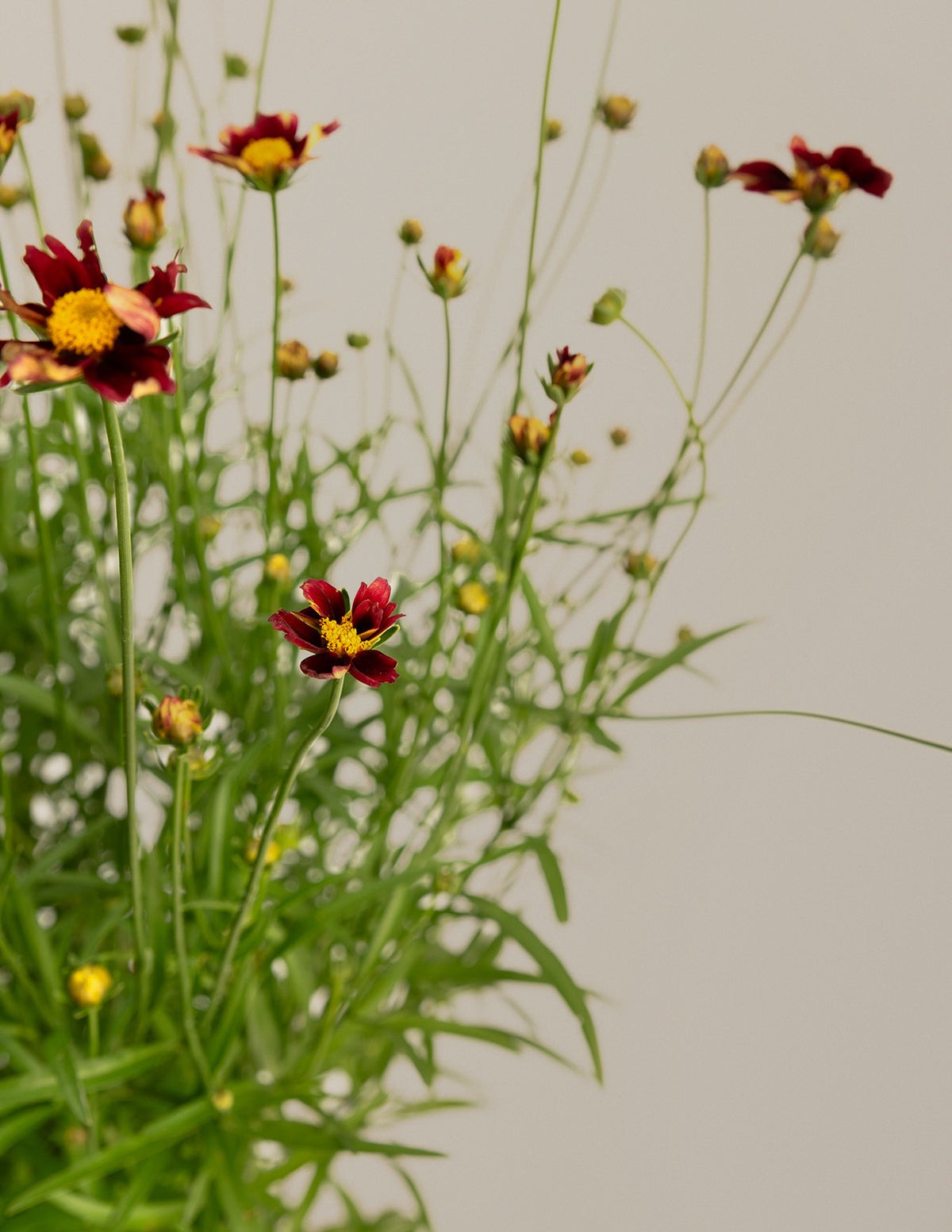 Li'l BangTM Red Elf Coreopsis