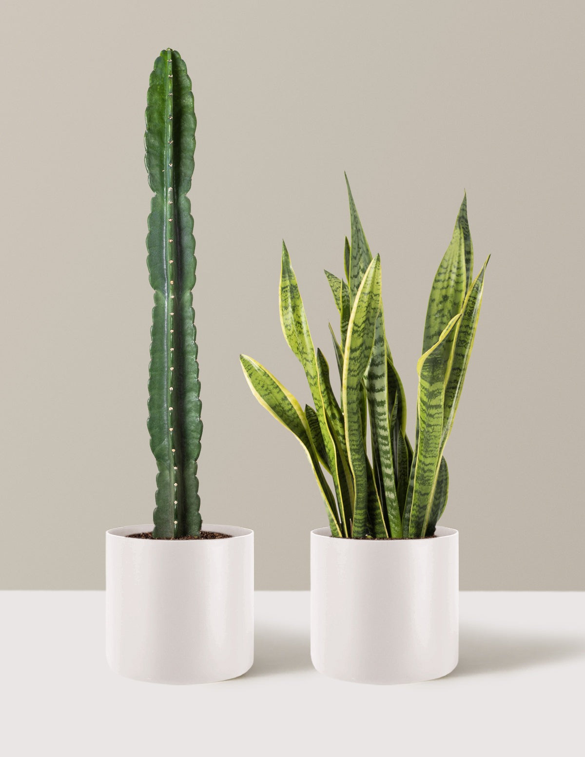 Large Set & Forget Duo