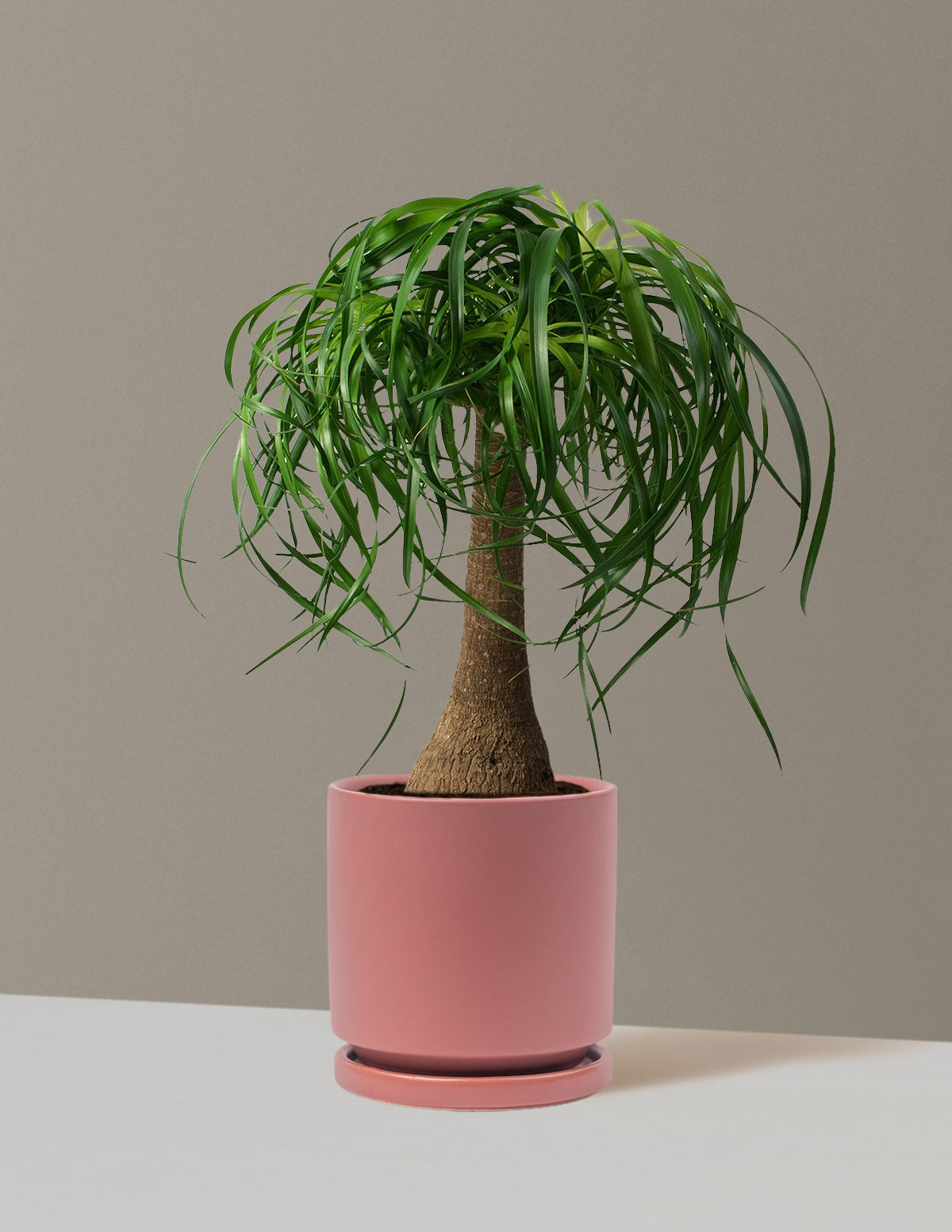 Ponytail Palm