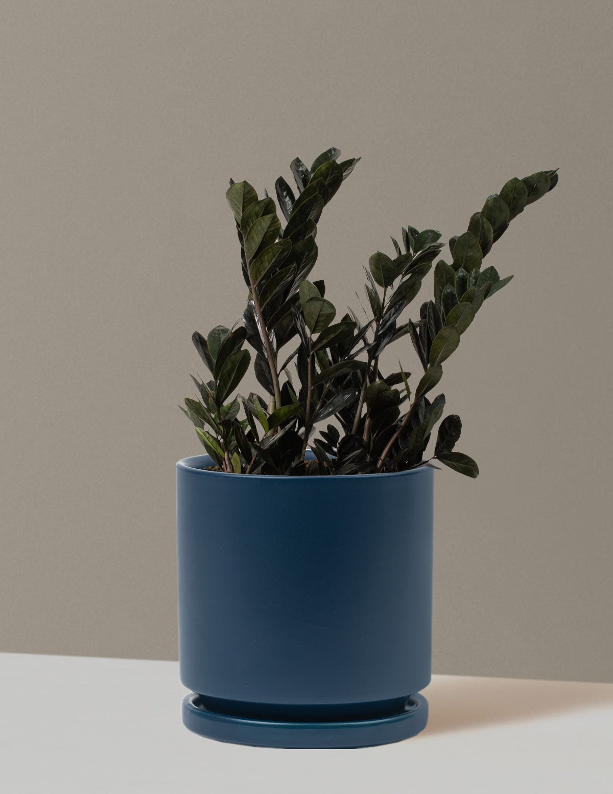 Black ZZ Plant