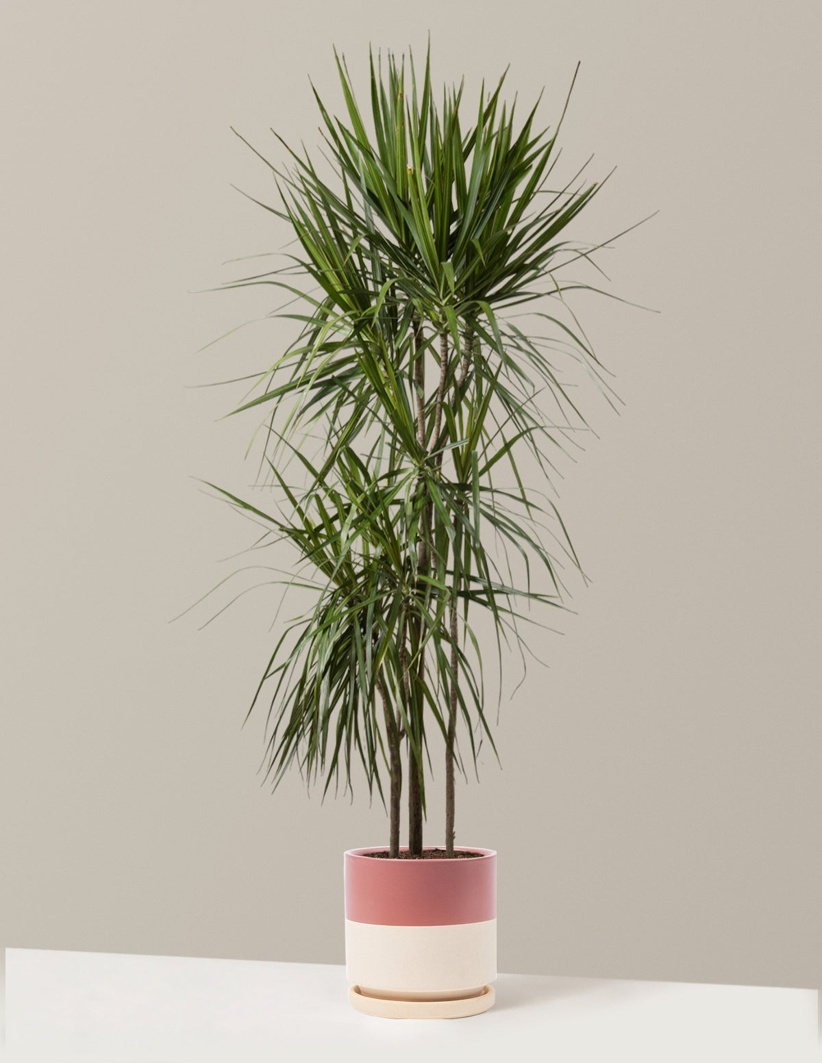Dracaena Marginata Tree