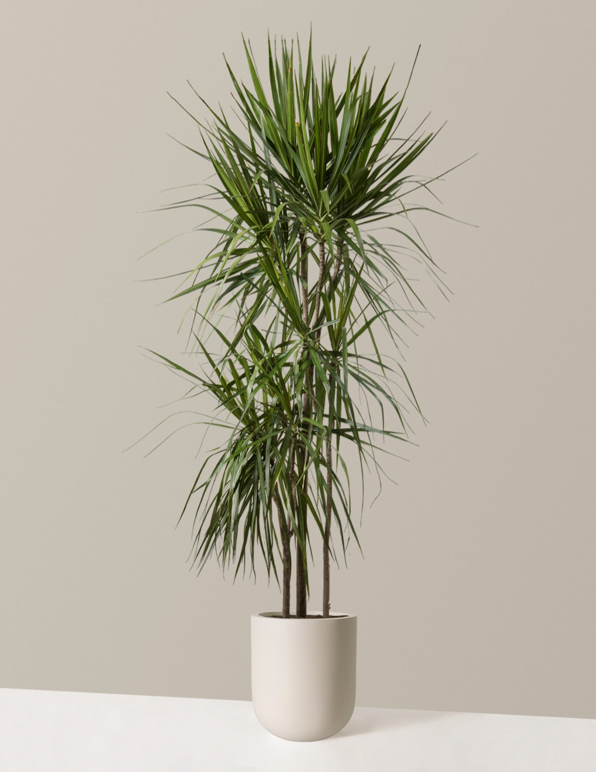Dracaena Marginata Tree