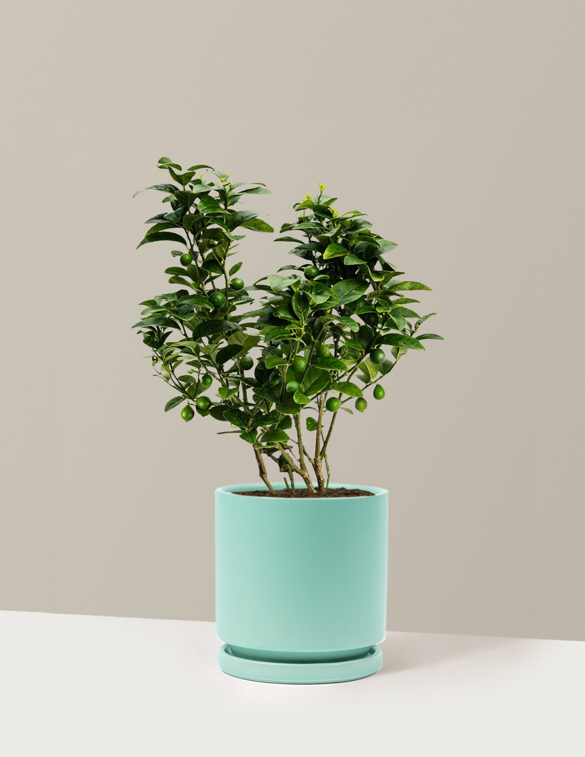 Key Lime Bush