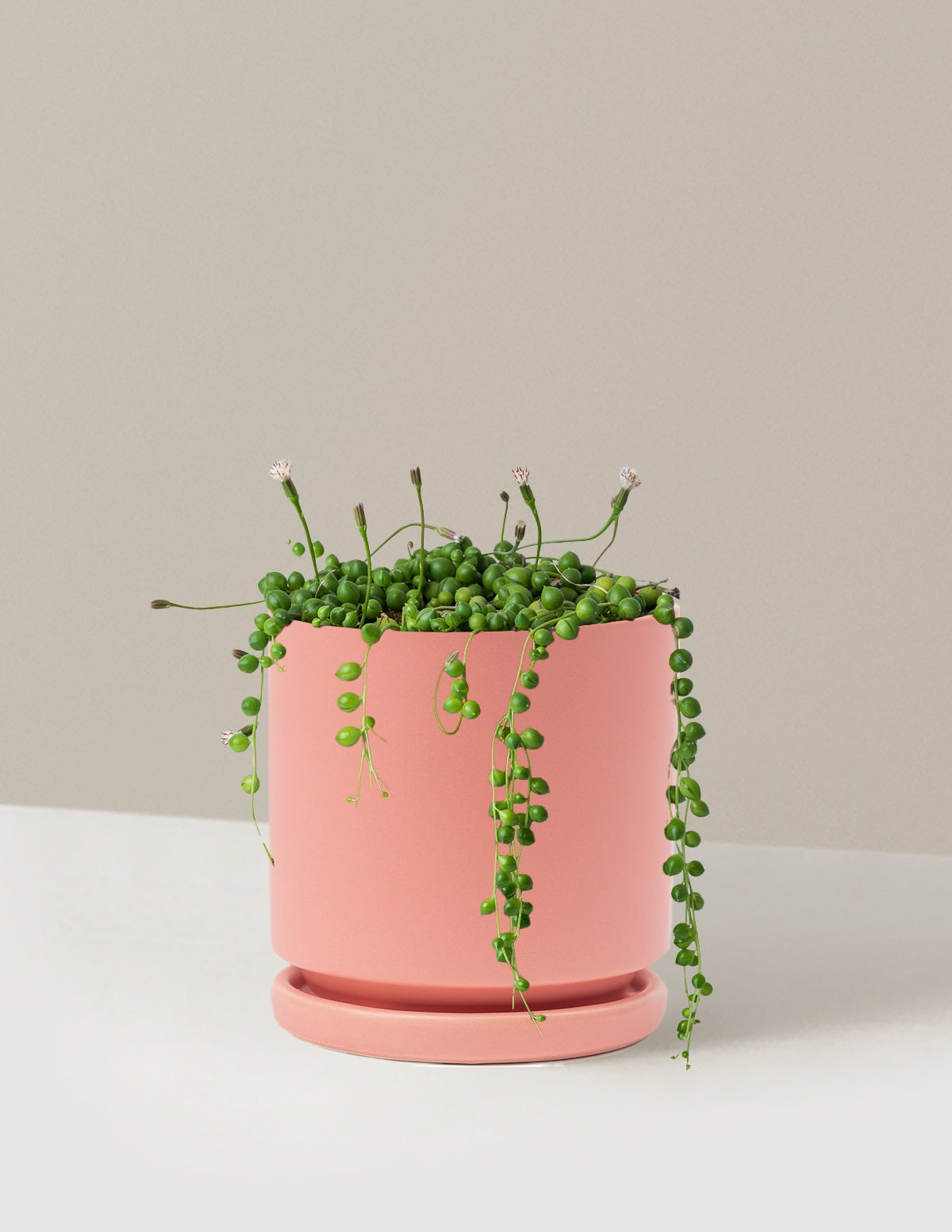 String of Pearls