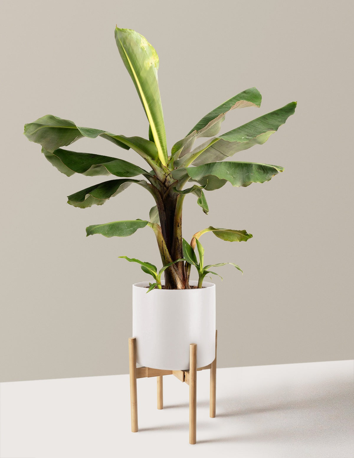 Truly Tiny Dwarf Banana Tree