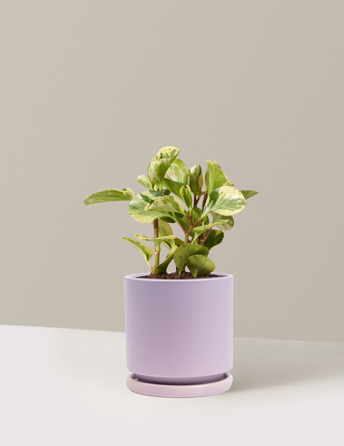Peperomia Green Gold