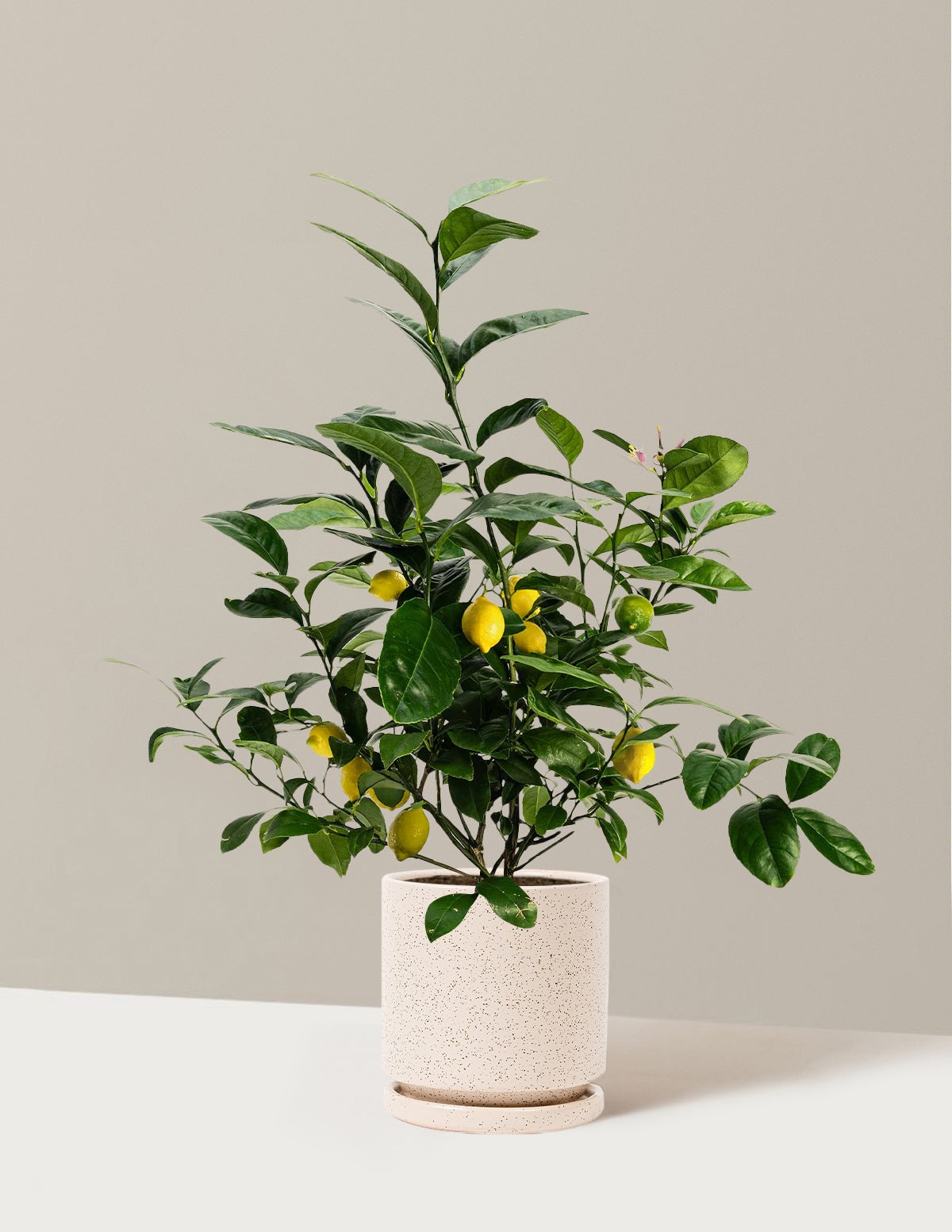 Meyer Lemon