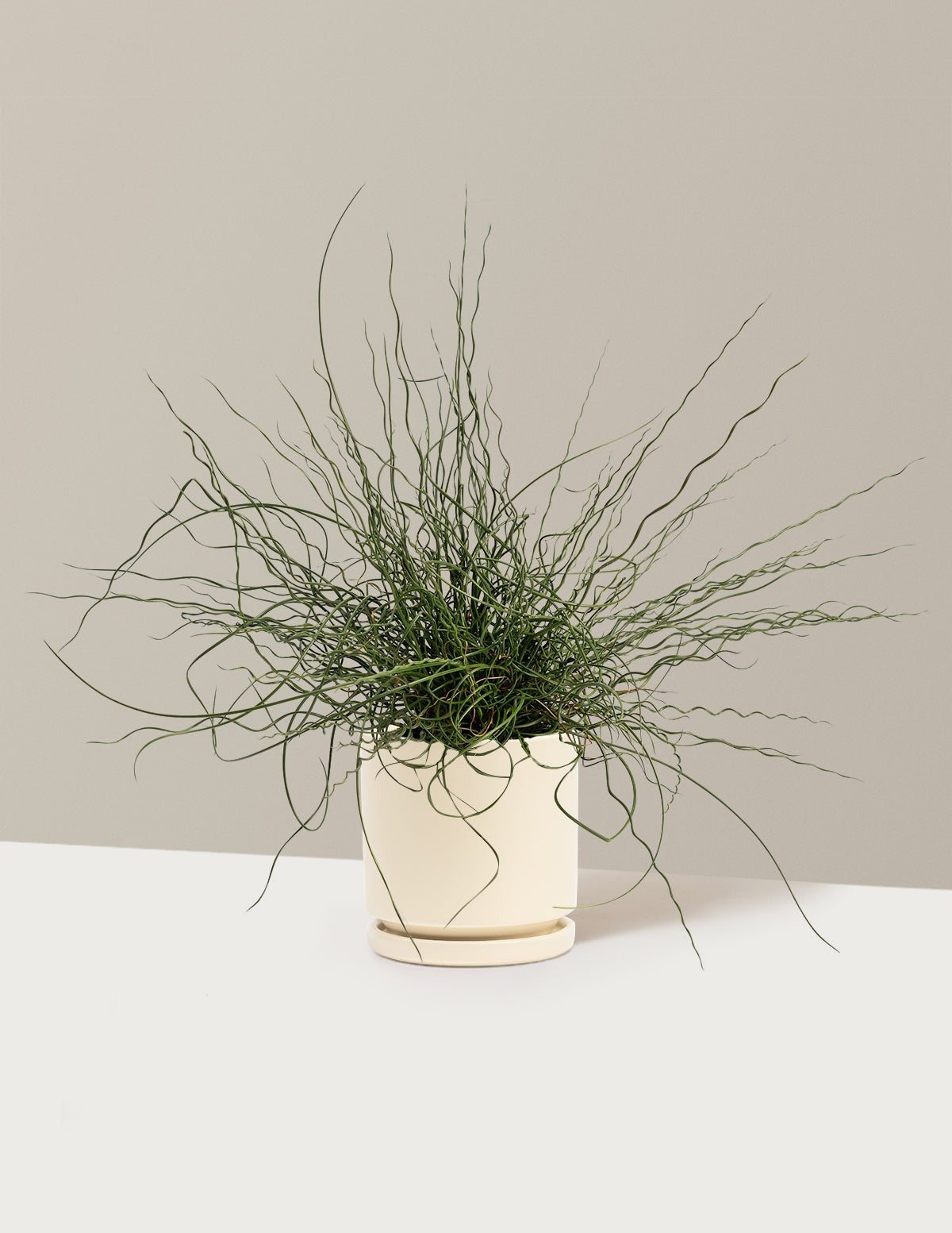 ColorGrass® Twister