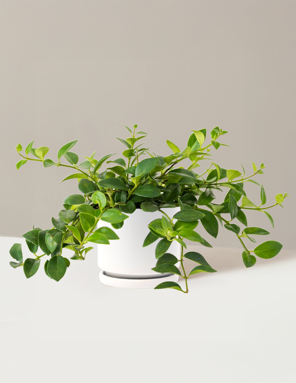 Lipstick Plant