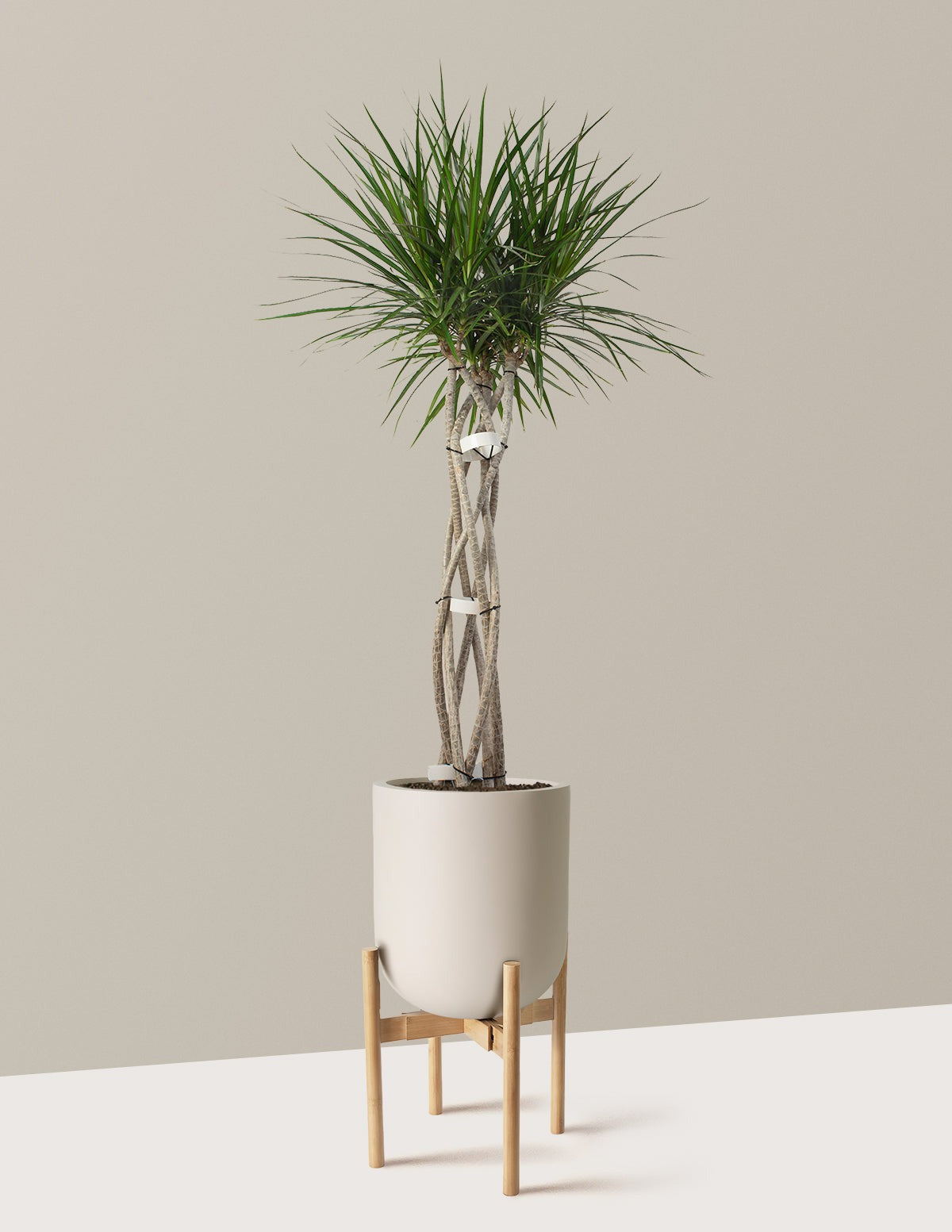 Dracaena Marginata Open Weave