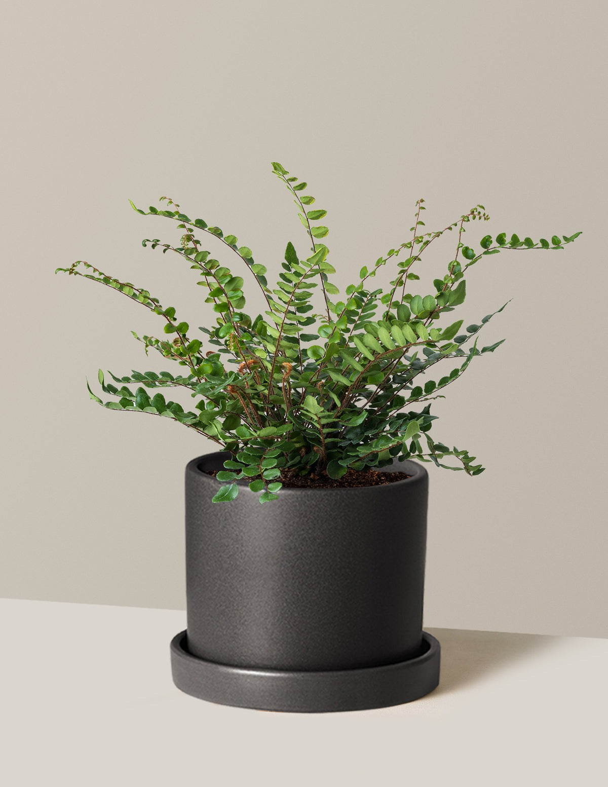 Plant Of The Month Club