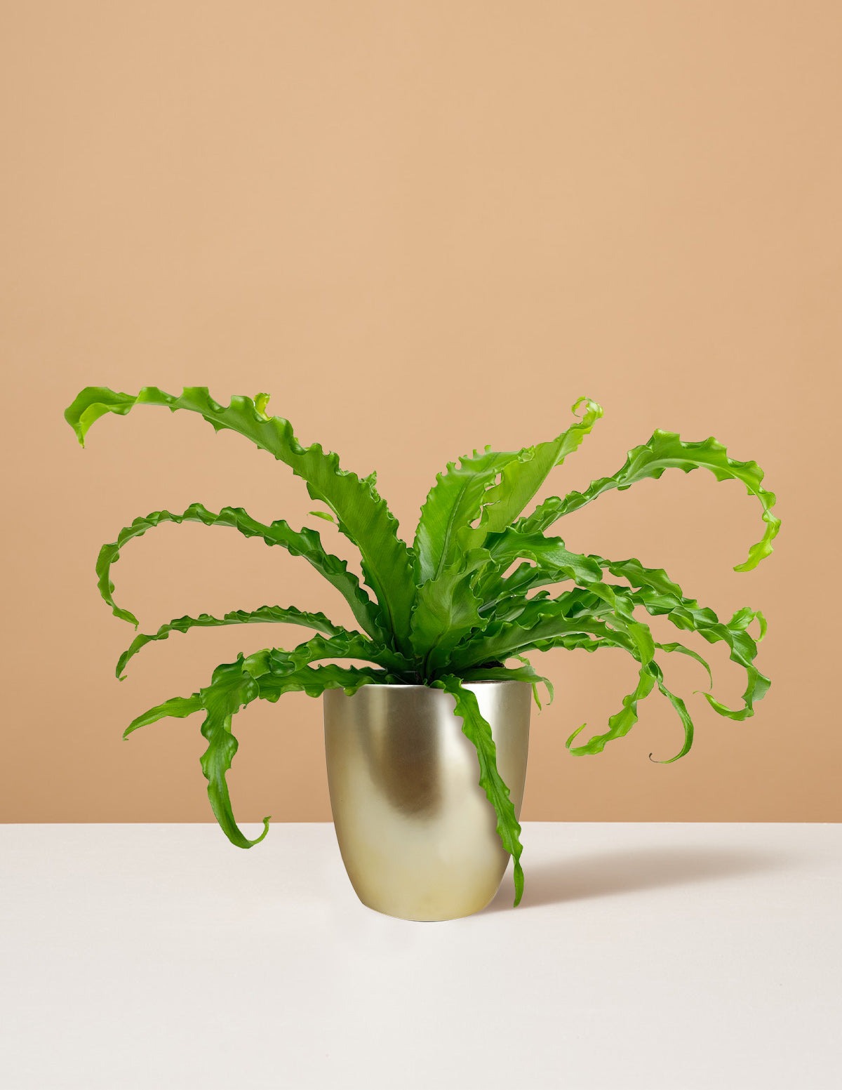 Bird's Nest Fern