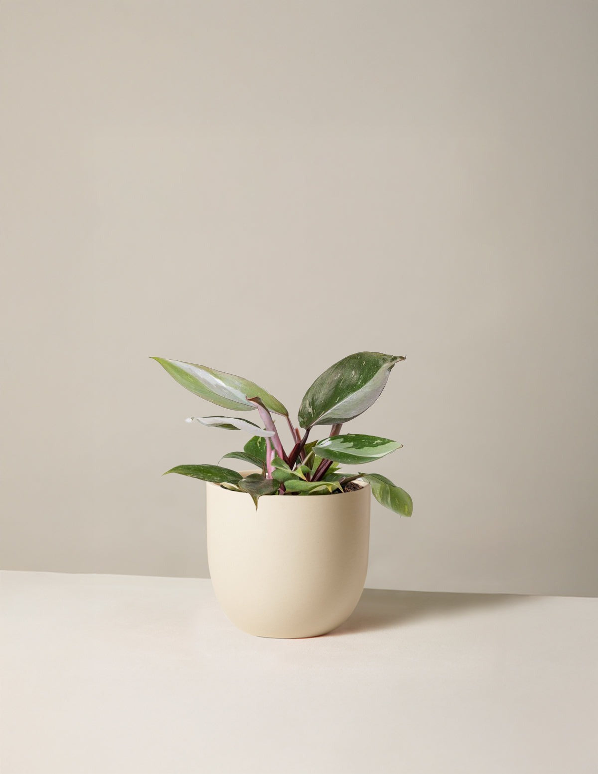 Philodendron Red Anderson