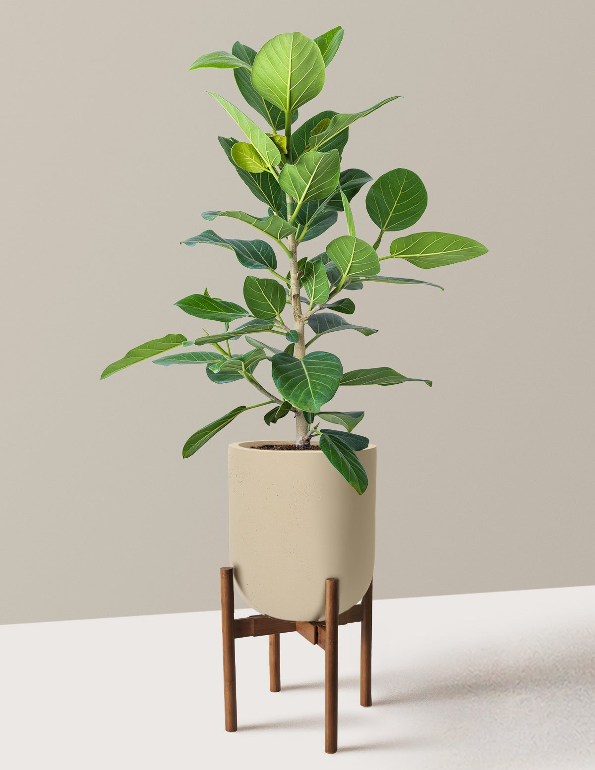 Ficus Audrey Bush