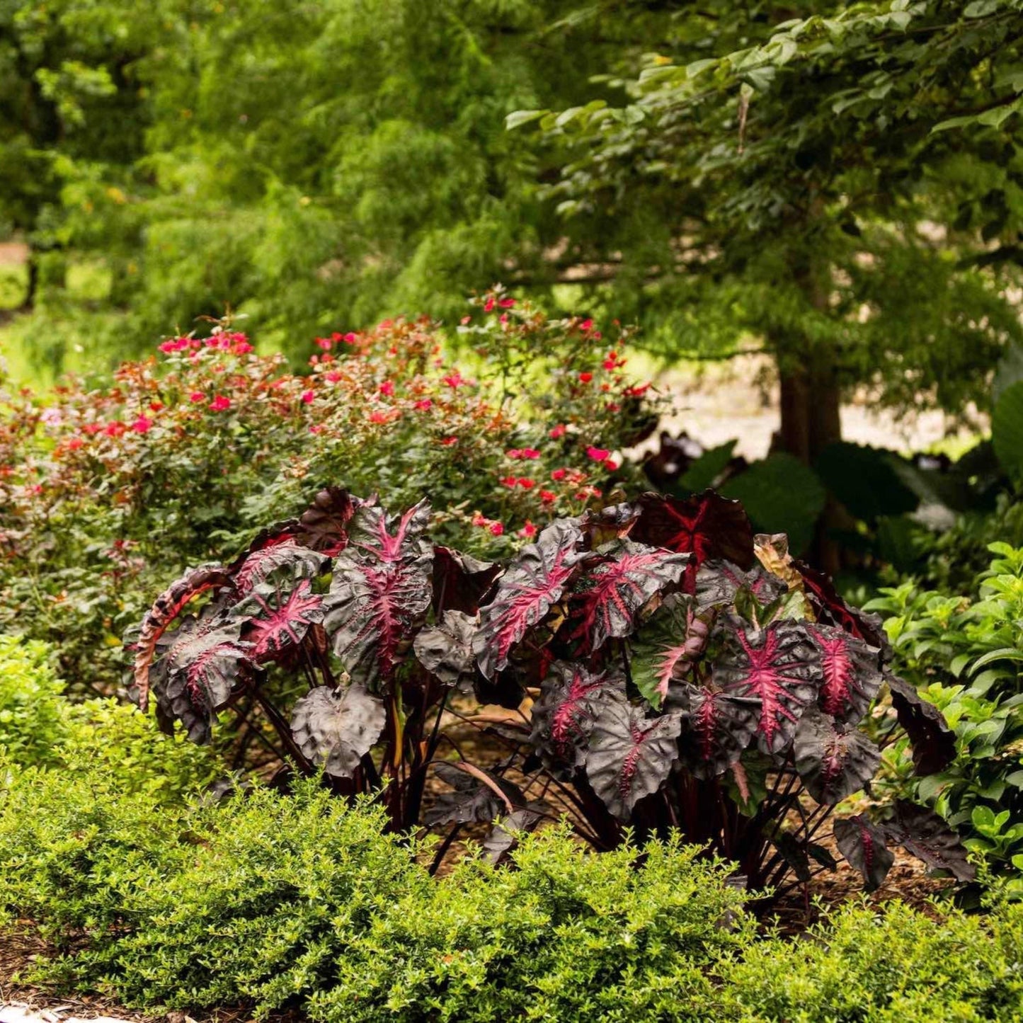 RedemptionTM Colocasia