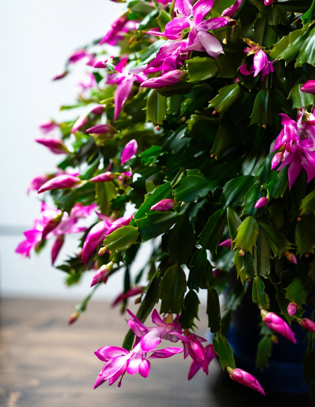 Seasonal Cactus Hanging Basket