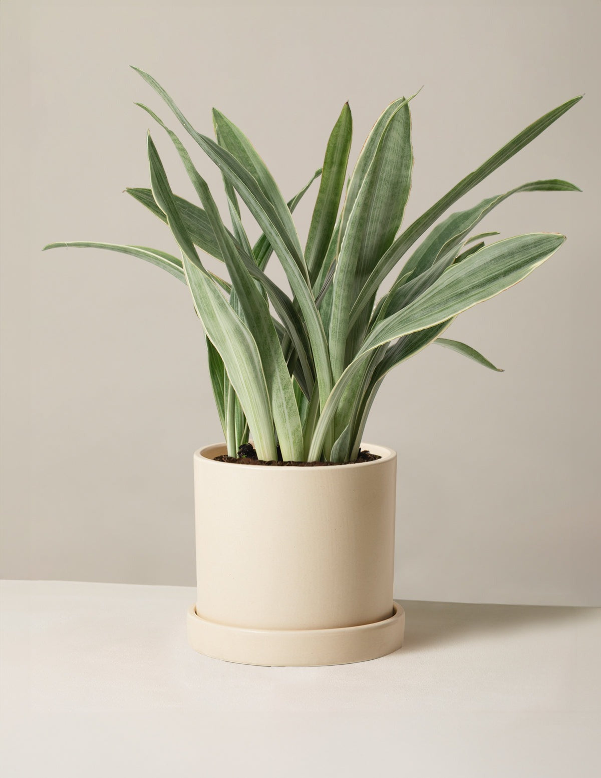 Snake Plant Sayuri