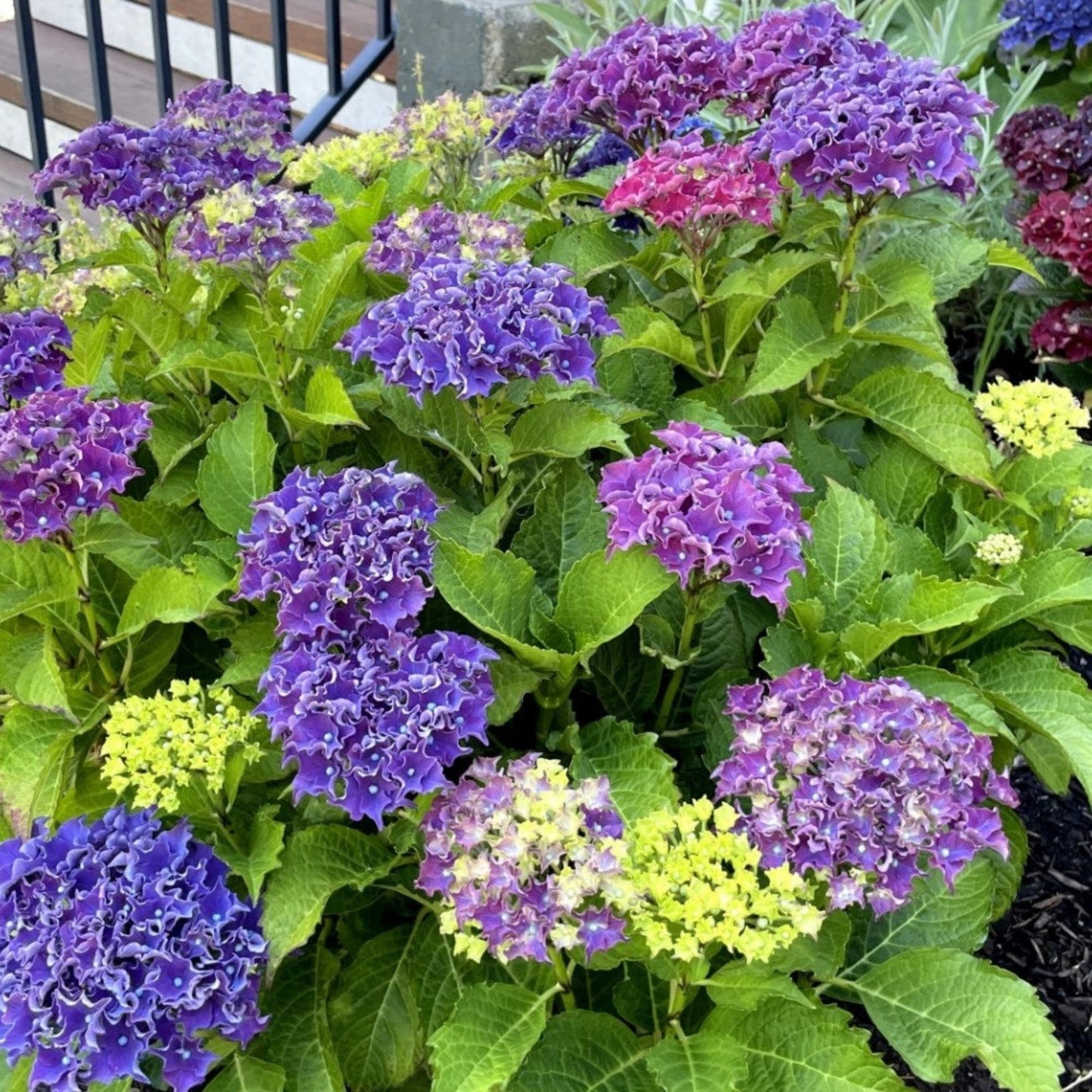 Frill RideTM Hydrangea