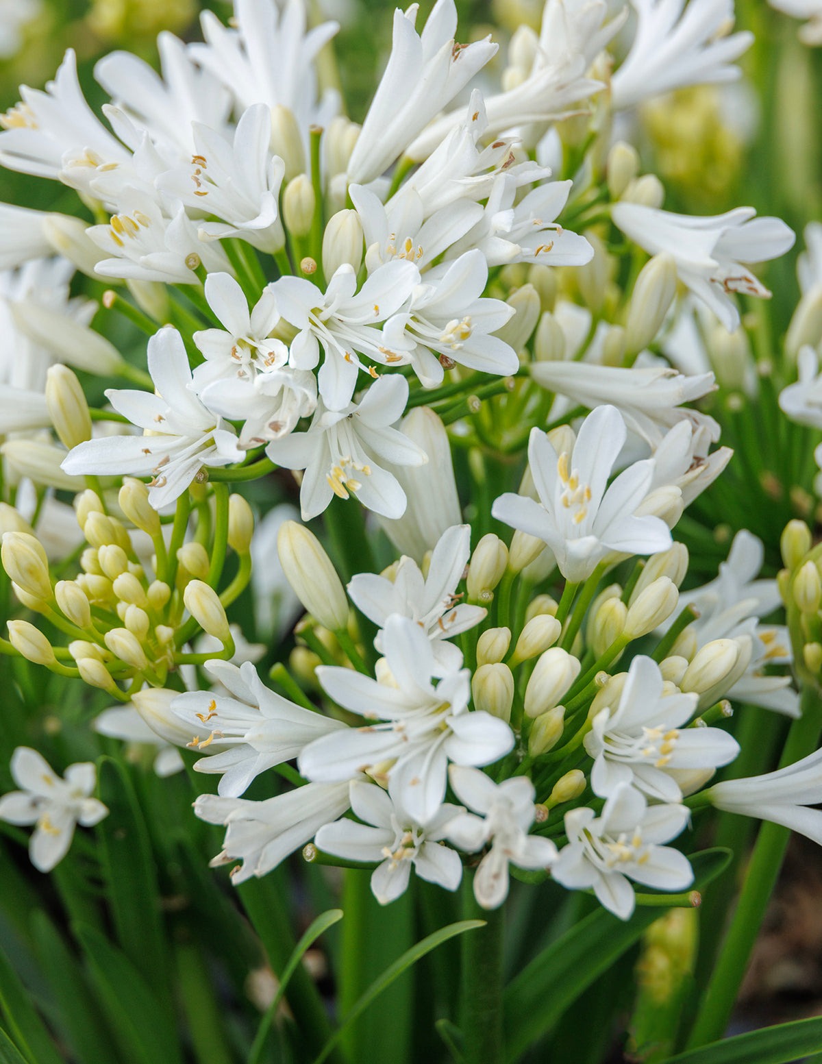 Bridal Veil® Agapanthus