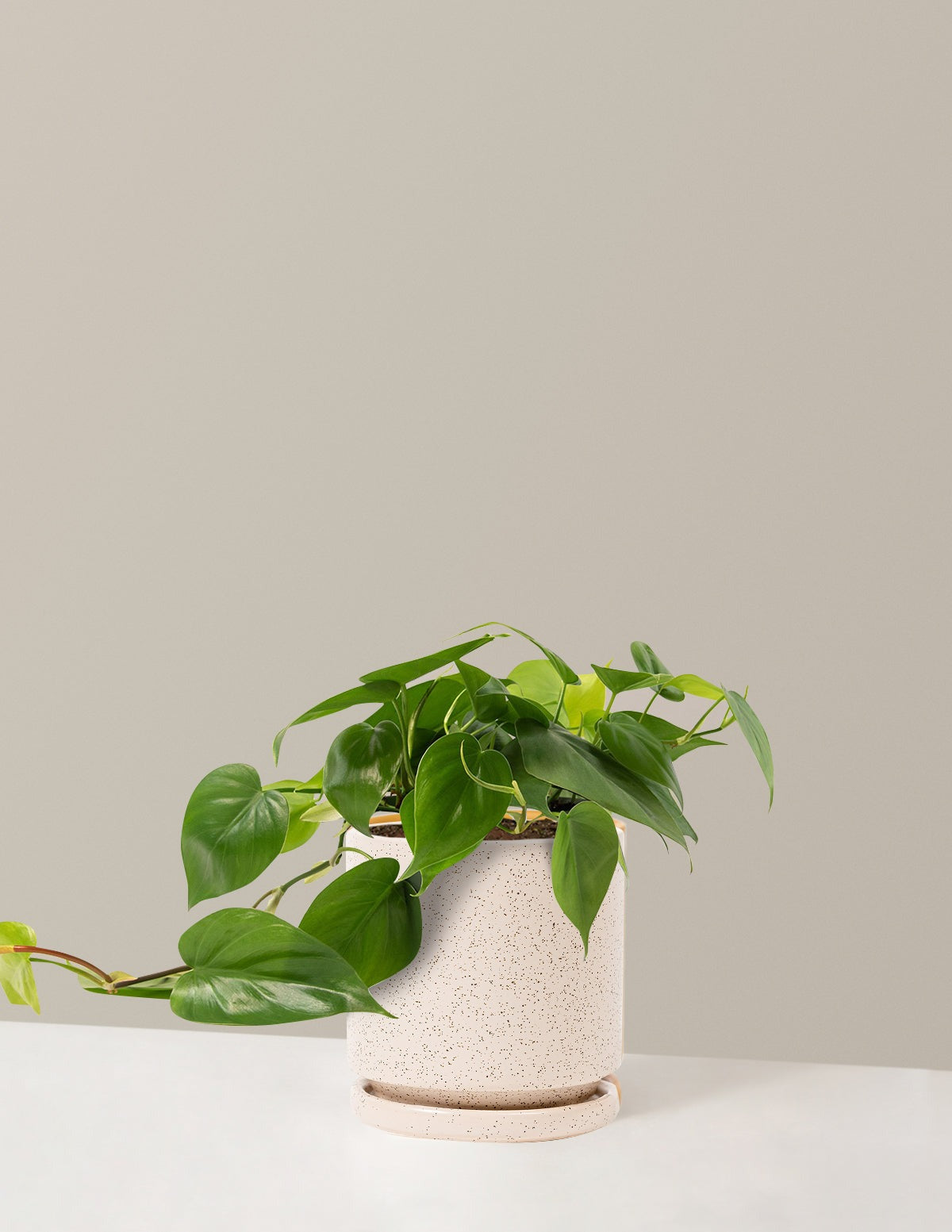 Heartleaf Philodendron