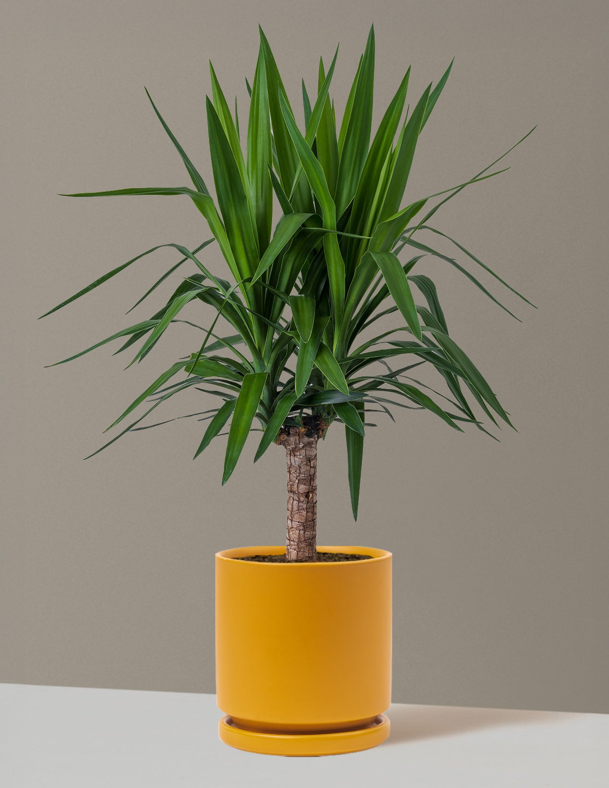 Yucca Plant Single Stem