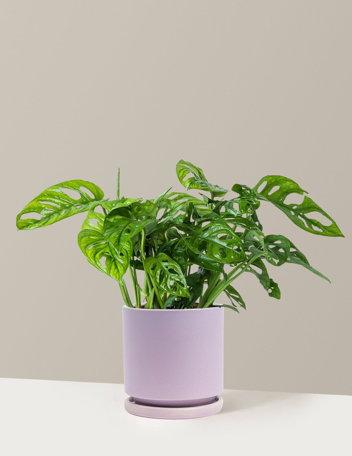 Monstera Adansonii