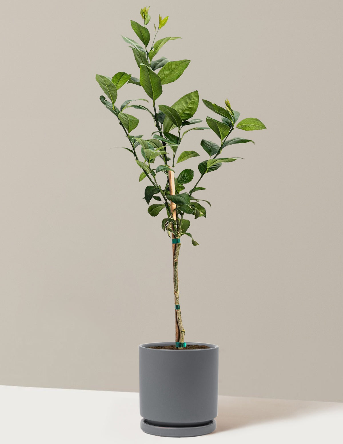 Meyer Lemon