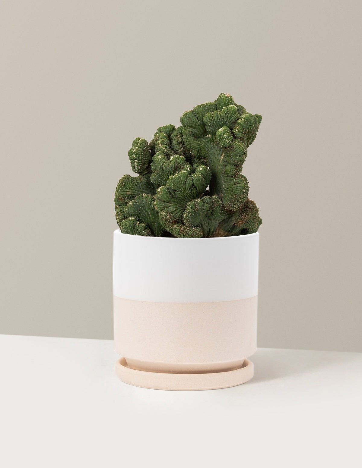 Cereus Green Coral Cactus