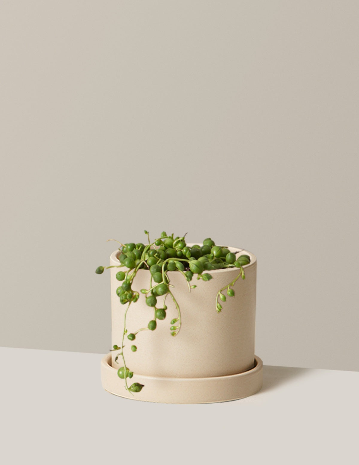 String of Pearls