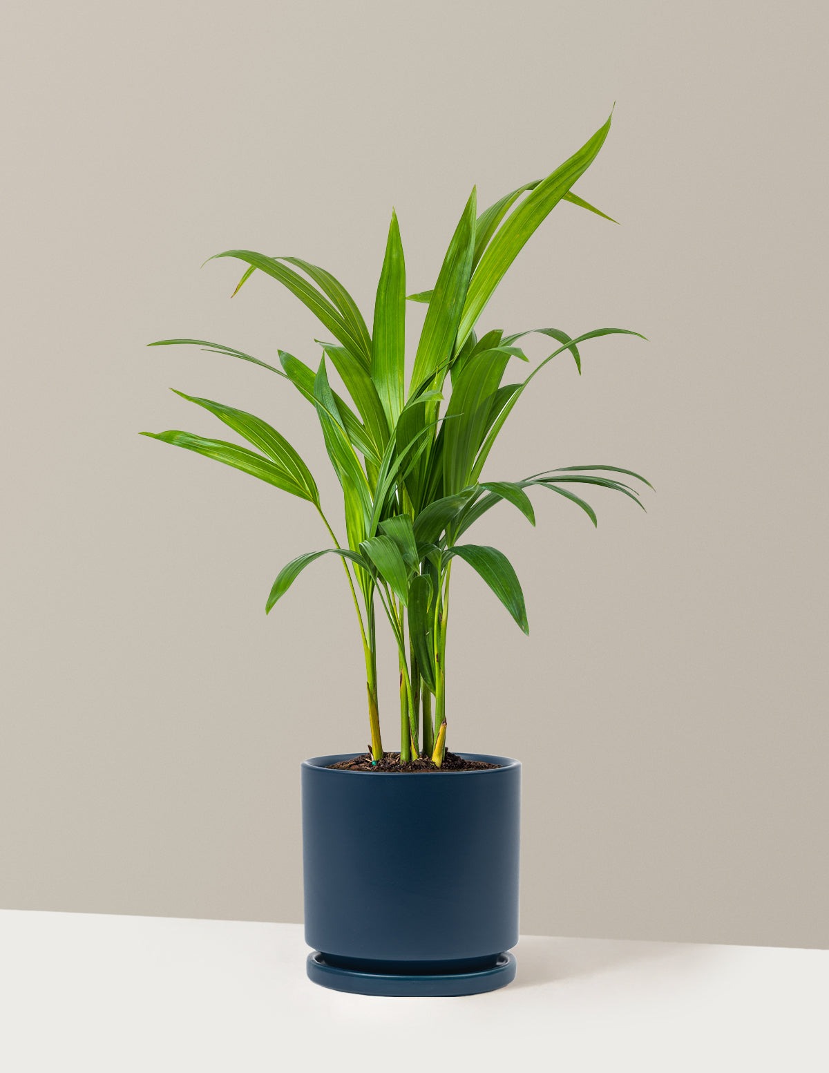 Areca Purifying Palm