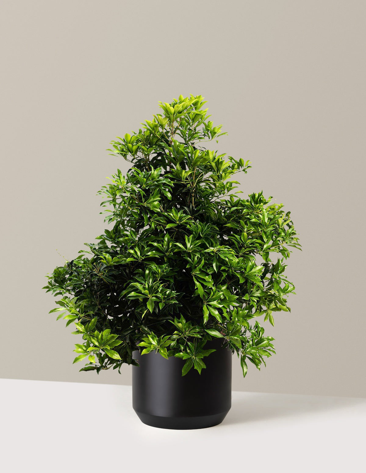 Enchanted Forest® River RunTM Pieris