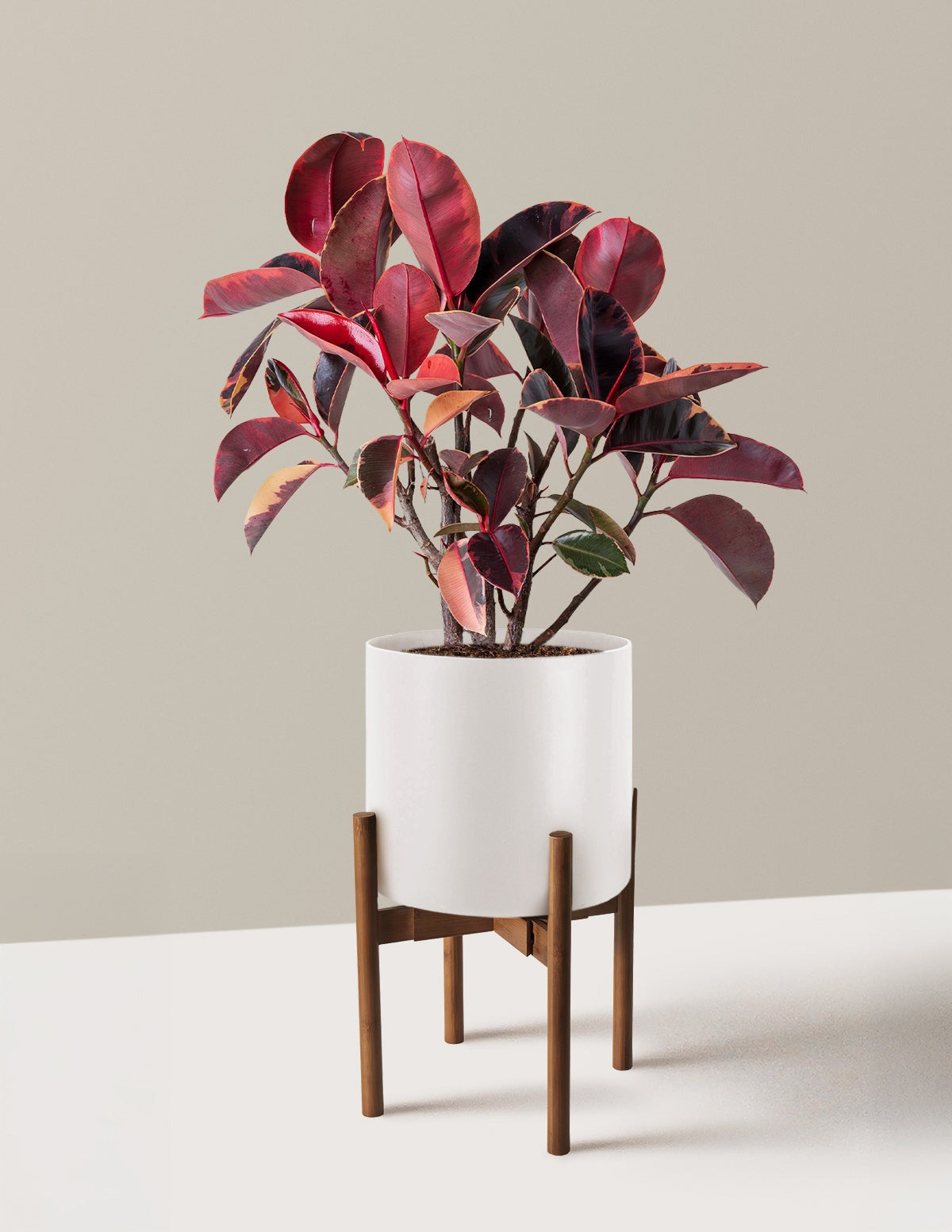 Ficus Ruby