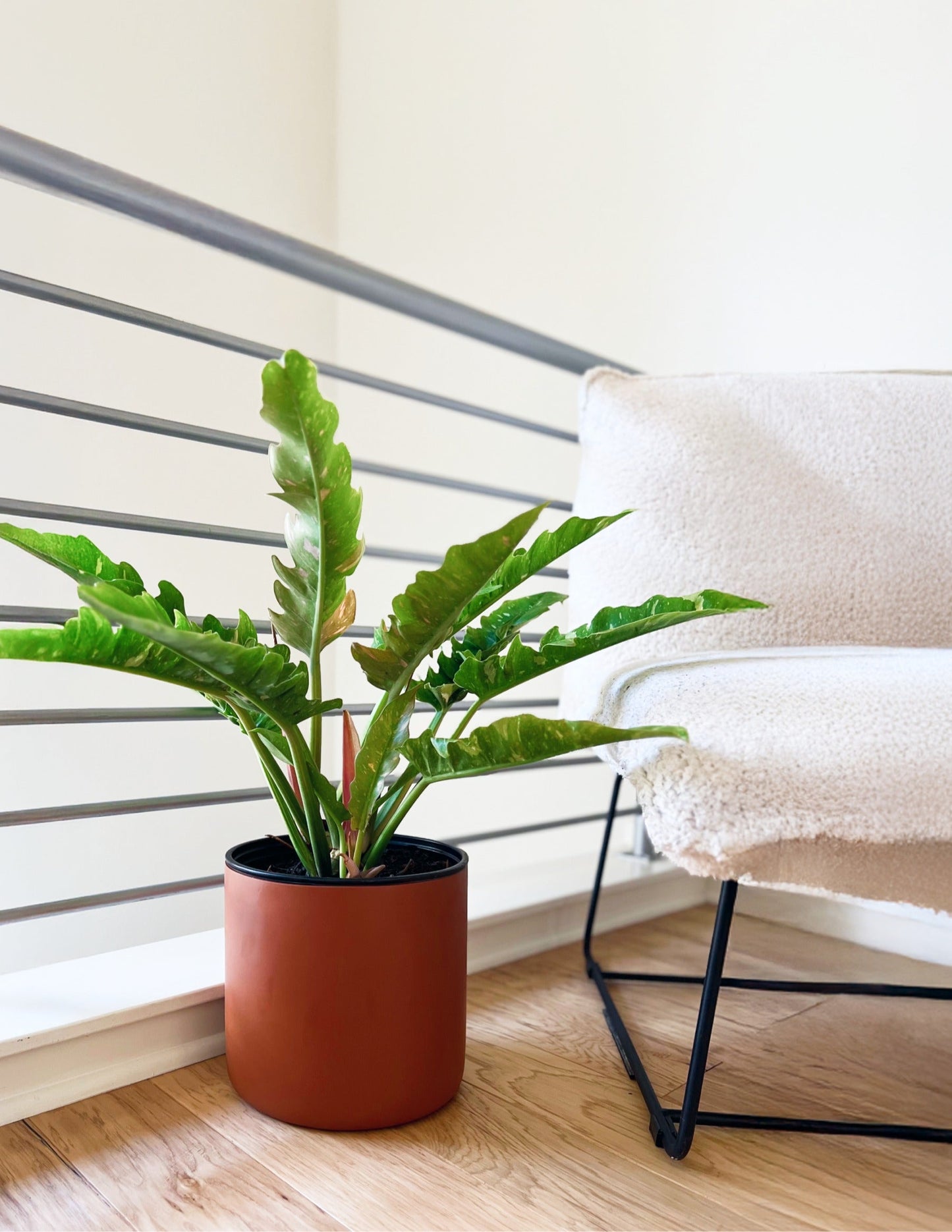 Philodendron Ring of Fire