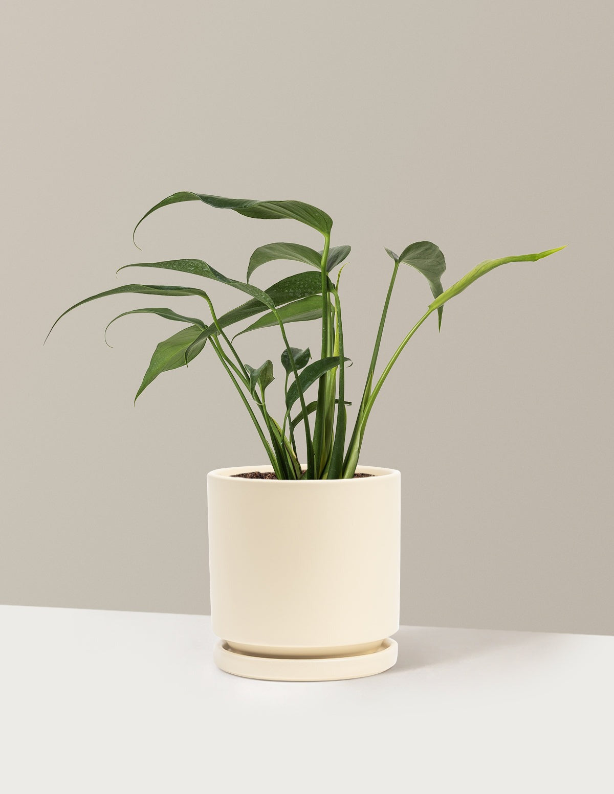 Monstera Burle Marx Flame