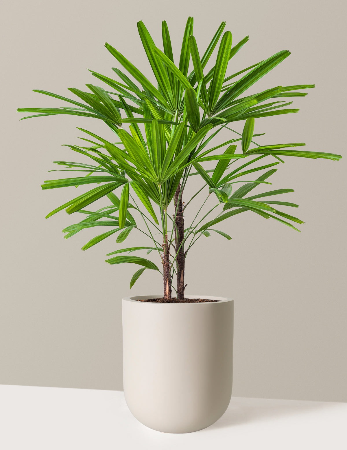Large Lady Palm