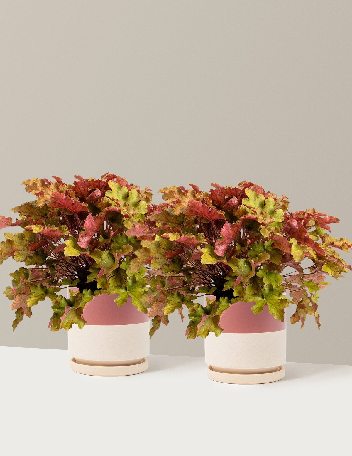 Marmalade Heuchera