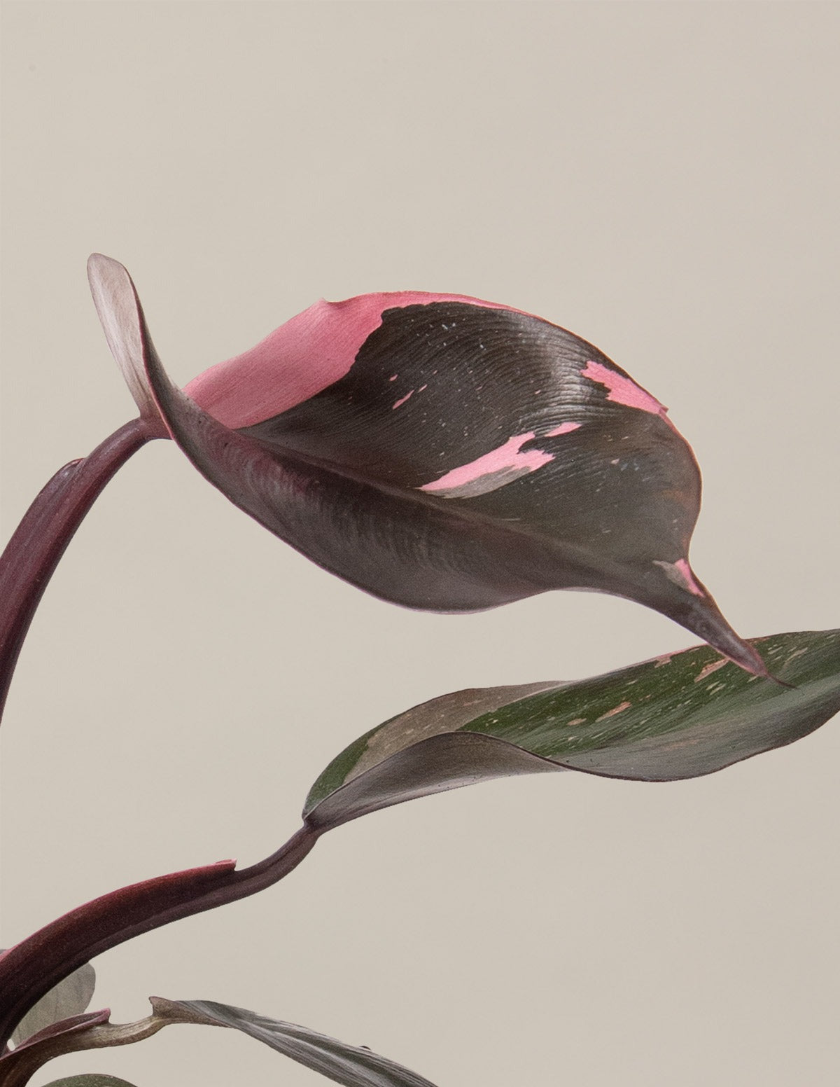 Fancy Philodendron Party Pack