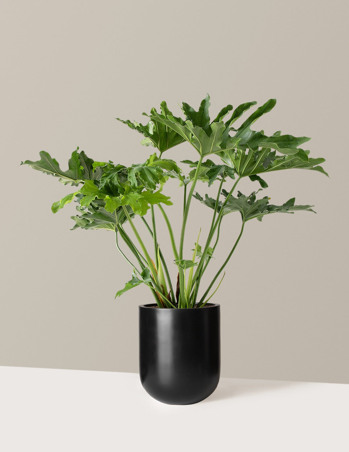 Large Philodendron Selloum Hope