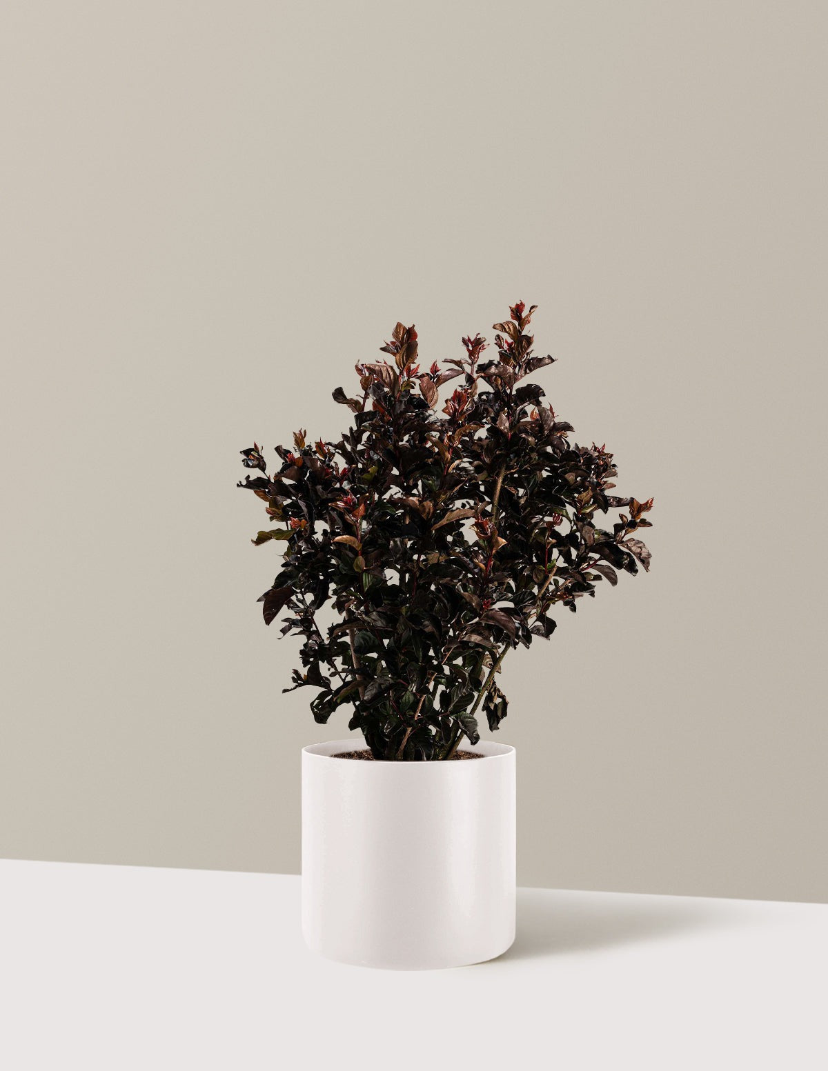 ThunderstruckTM Rumblin' RedTM Crapemyrtle
