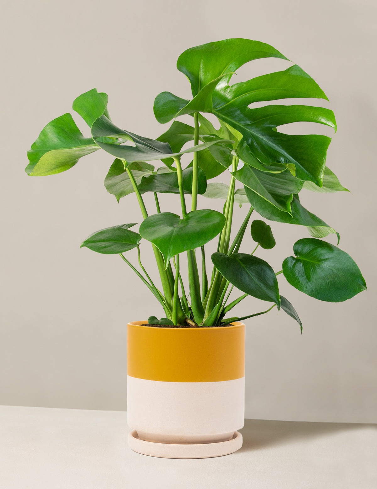 Monstera Deliciosa