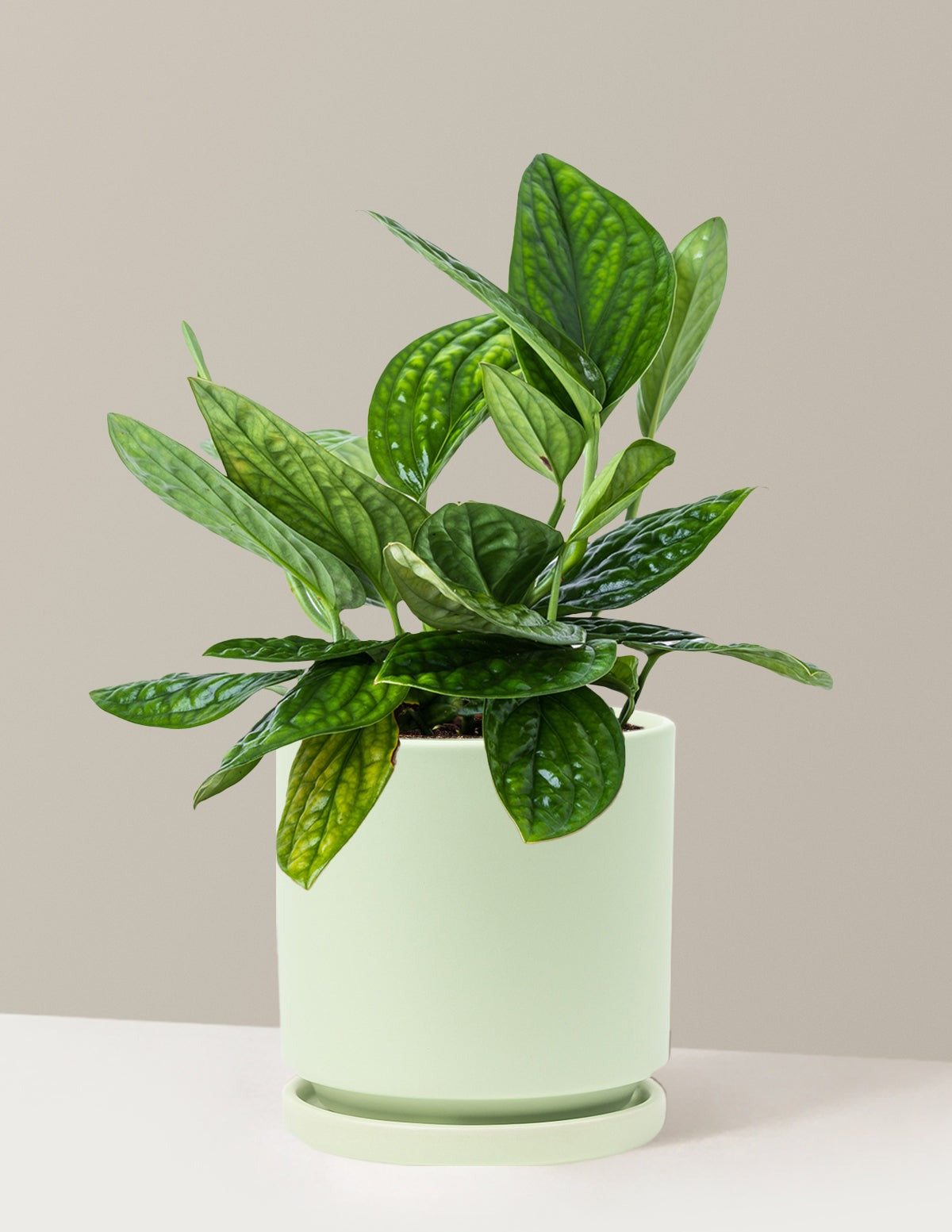 Monstera Peru