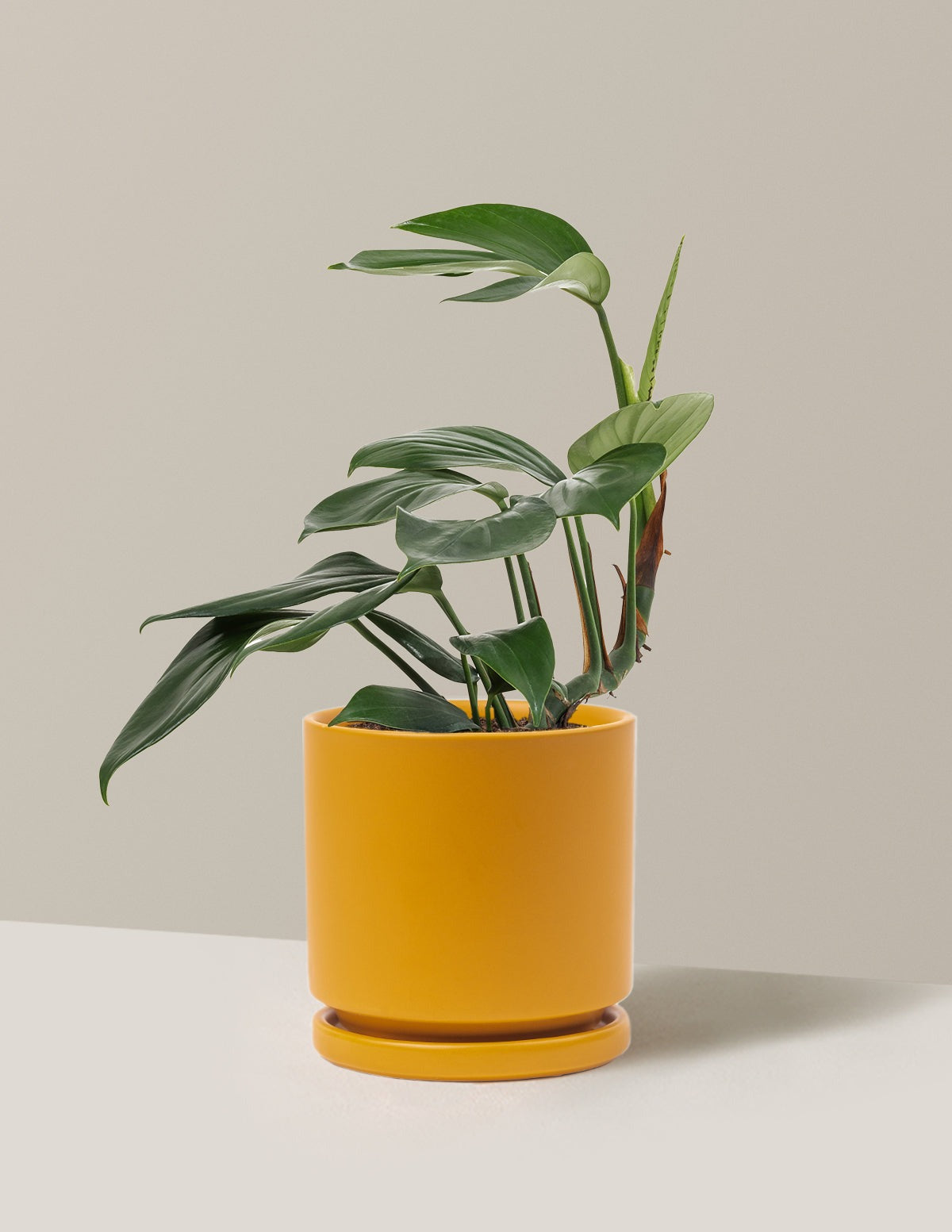 Dragon Tail Plant